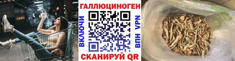 Галлюциногенные грибы Psilocybe  Сальск 
